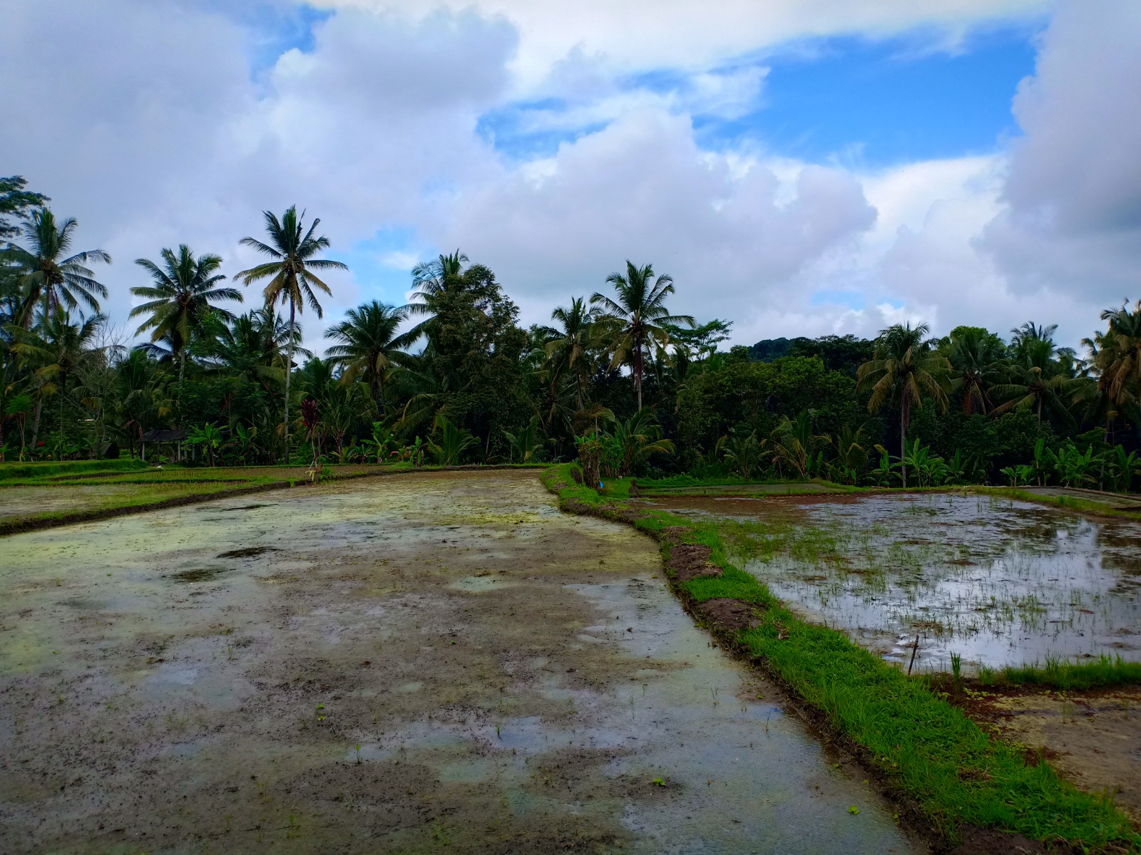 Villa Sawah gallery image